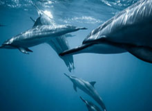 世界杯官网入口-最忙碌的人！Shams交易截止日前一天手机使用时间20小时11分钟